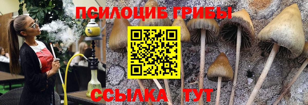 Галлюциногенные грибы Psilocybine cubensis Чусовой